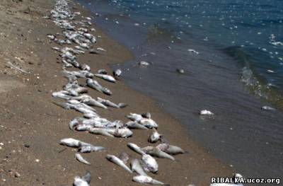 На азовском море заставляют ловить рыбу