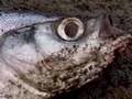 Видео Диалоги о рыбалке - Чехонь, Ахтуба