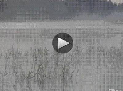 Видео Ловля карпа на донку и на поплавок