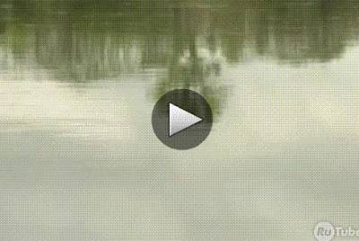 Видео Ловля голавля на сбирулино