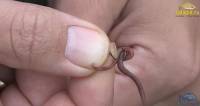 Видео Как правильно насадить червя, опарыша, мотыля.