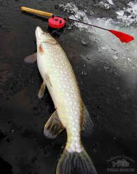 Статья Рыбалка на зимние жерлицы - "Щуковки"