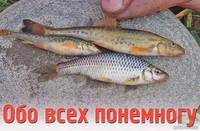 Статья О рыбах которые обитают в водоёмах Узбекистана
