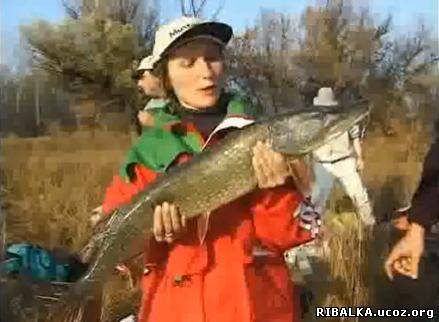 какой живец лучше на щуку видео какой живец лучше на щуку видео