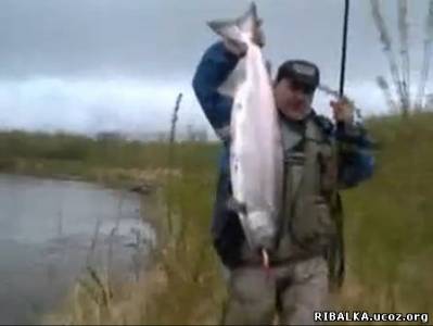 Видео Ловля лосося