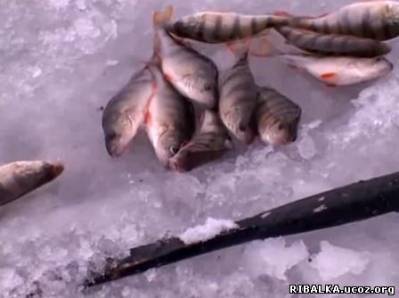 Видео Зимняя рыбалка в Подмосковье