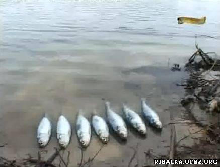 рыбалка на завтра ростов на дону рыбалка на завтра ростов на дону