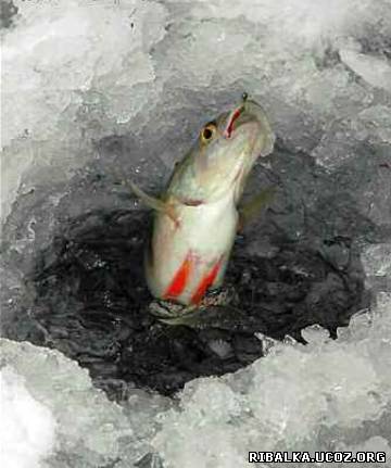 Поведение рыбы зимой