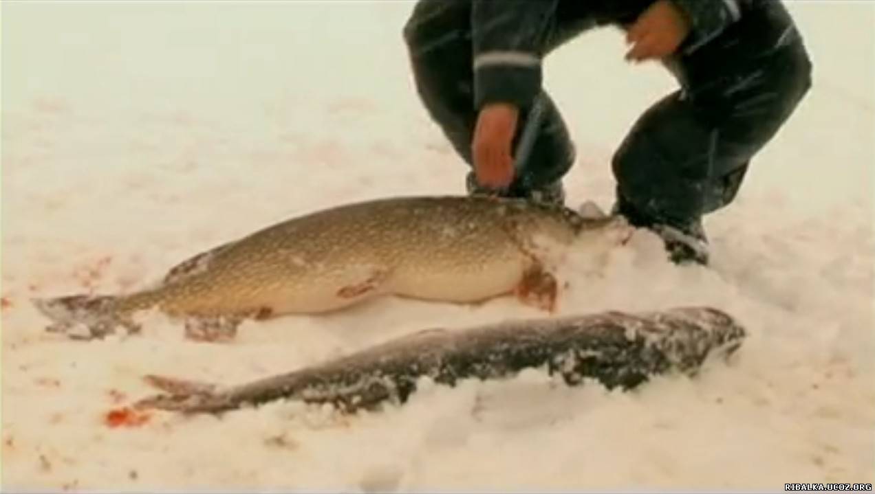 рыбалка на лозьве зимой видео