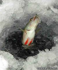 Статья Поведение рыбы зимой