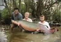 Видео Рыбачьте с нами май 2012 (Амазонка)