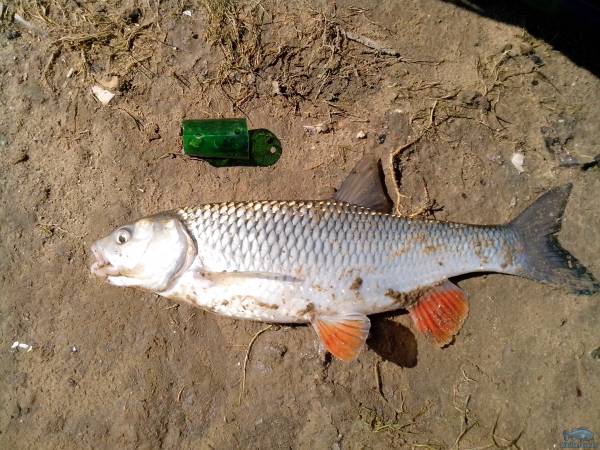 Фото Голавль 970 грамм