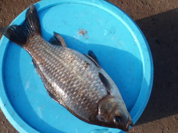 Фото Такой карась