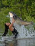 Фото Битва между рыбой и женщиной