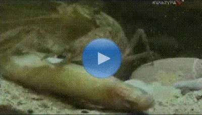Видео Четыре времени года под водой (фильм о жизни щуки)