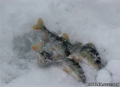 Видео Рыбалка в Подмосковье зимой