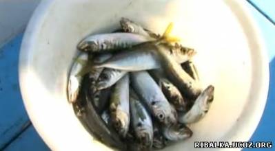 Видео Рыбалка на Чёрном море