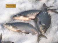 Видео Рыбачьте с нами февраль 2012 (cинец на Рыбинском)