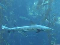 Аквариум с акулами и другими рыбами