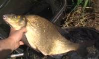 Видео Рыбачьте с нами, октябрь 2012 (маленький рыбачок)