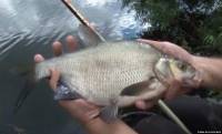 Видео Рыбачьте с нами, сентябрь 2012 (поплавочная удочка на Пахре)